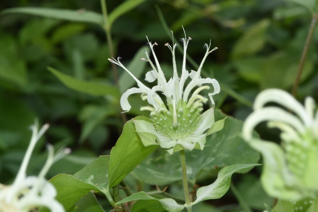 Yellow Flowered Beebalm
