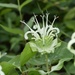 Yellow Flowered Beebalm - Photo (c) Jake Smith, some rights reserved (CC BY-NC), uploaded by Jake Smith