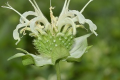 Monarda luteola
