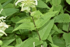 Monarda luteola