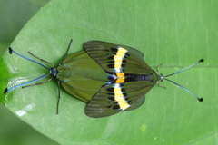 Eterusia repleta