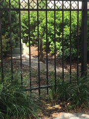 Sciurus carolinensis