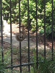 Sciurus carolinensis