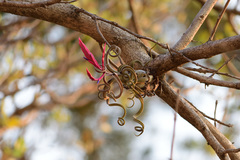 Tillandsia caput-medusae