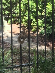 Sciurus carolinensis
