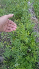 Osmorhiza occidentalis