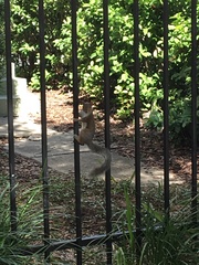 Sciurus carolinensis