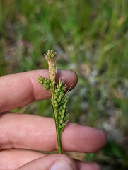 Carex hirtissima