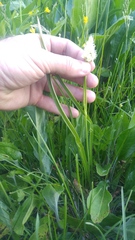 Toxicoscordion venenosum venenosum