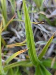 Carex hirtissima