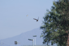 Falco sparverius