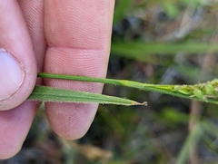 Carex hirtissima