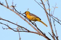 Icterus
