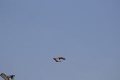Falco sparverius