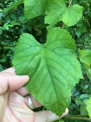 Vitis cinerea baileyana