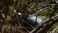 Kinosterninae