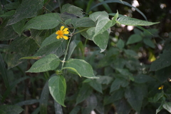 Asteraceae