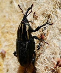 Sphenophorus australis