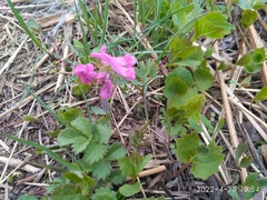 Corydalis turtschaninovii