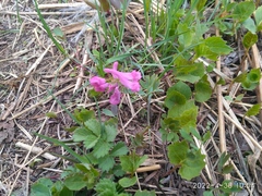 Corydalis turtschaninovii