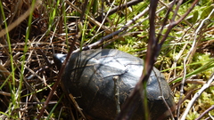 Kinosterninae