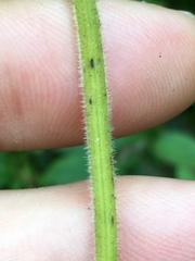 Vitis cinerea baileyana