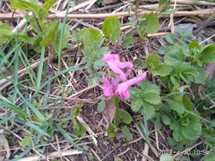 Corydalis turtschaninovii