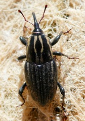Sphenophorus australis