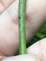 Vitis cinerea baileyana