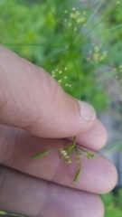Osmorhiza occidentalis