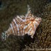 Acreichthys radiatus - Photo (c) Tony Strazzari, algunos derechos reservados (CC BY-NC), subido por Tony Strazzari