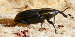 Sphenophorus australis