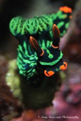 Nembrotha kubaryana