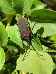 Desmocerus californicus