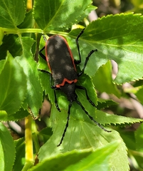 Desmocerus californicus