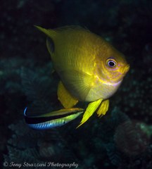 Amblyglyphidodon aureus