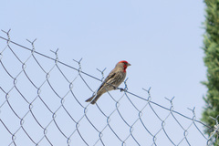 Haemorhous mexicanus