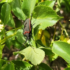 Desmocerus californicus