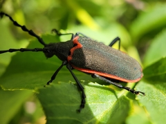 Desmocerus californicus