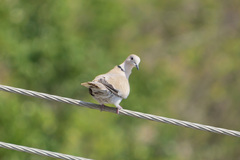 Streptopelia decaocto