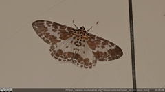 Percnia