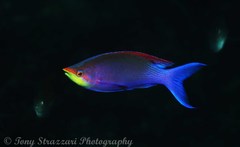 Mirolabrichthys tuka