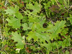 Petasites frigidus palmatus