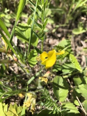 Astragalus wolgensis