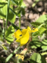 Astragalus wolgensis