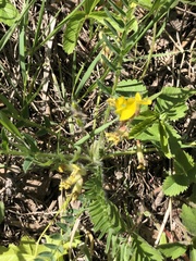 Astragalus wolgensis