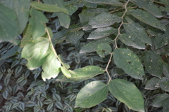 Celtis iguanaea