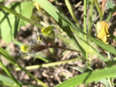 Astragalus wolgensis