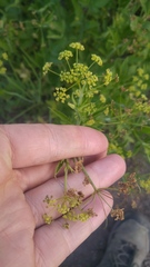 Osmorhiza occidentalis