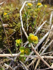 Chrysosplenium serreanum
